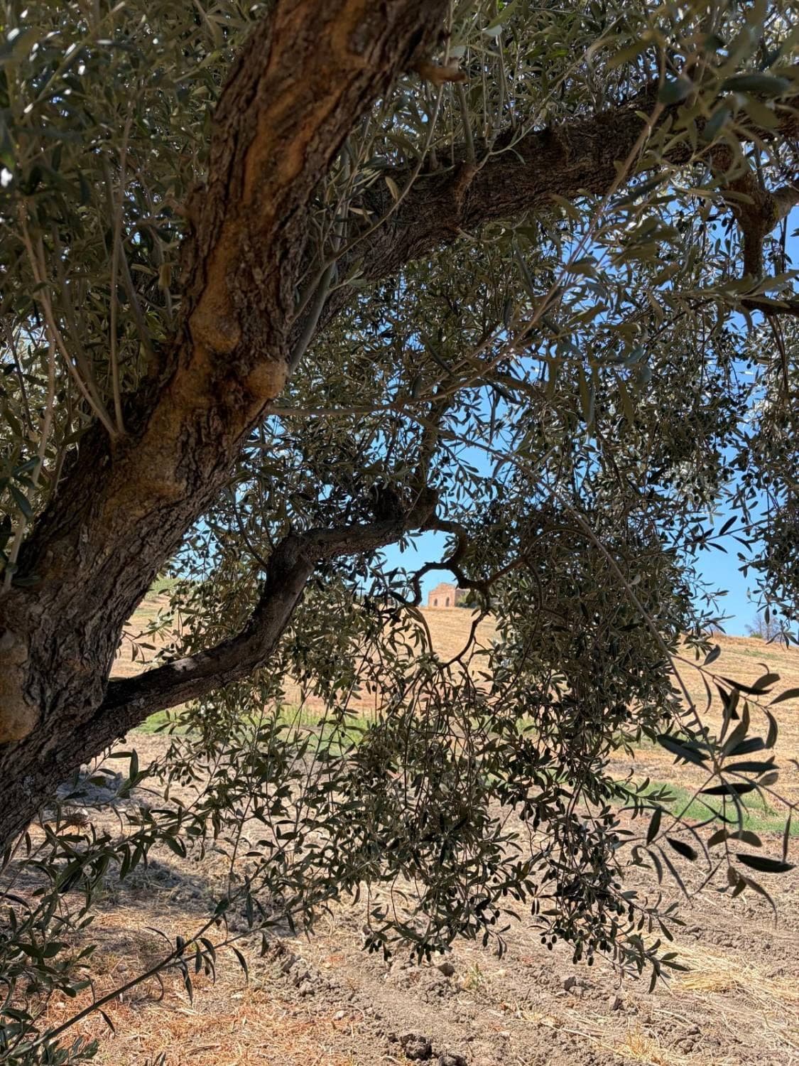An old olive tree on the family estate